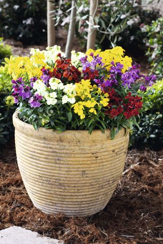 wallflowers in a container