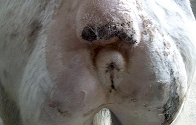 BOX Stumpy tail 3