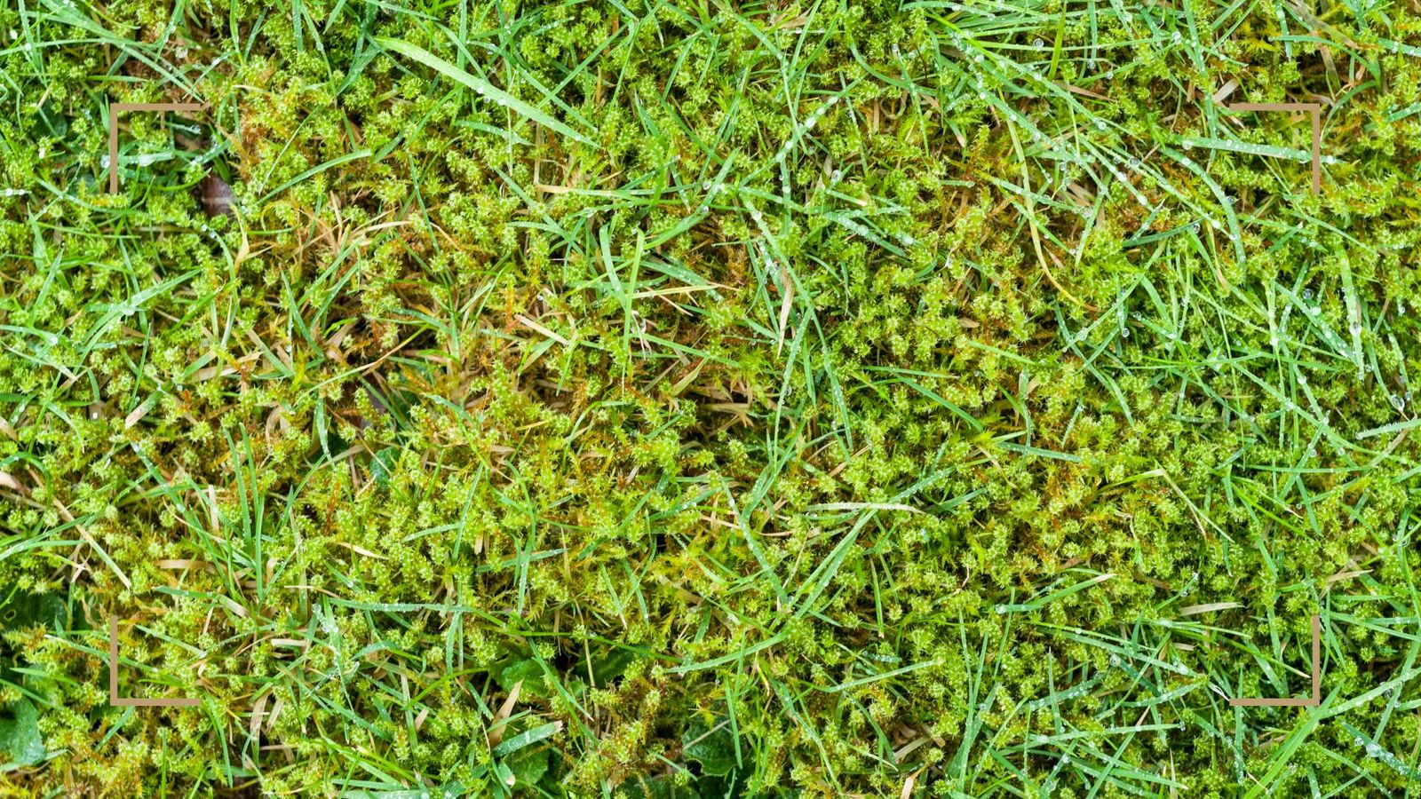 Are moss lawns better than grass? Experts share opinions | Woman & Home
