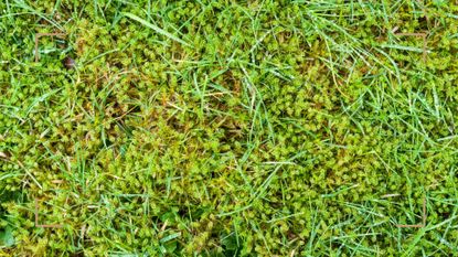 Close up of a moss lawn to show why trending moss lawn and raise the question are moss lawns better than grass