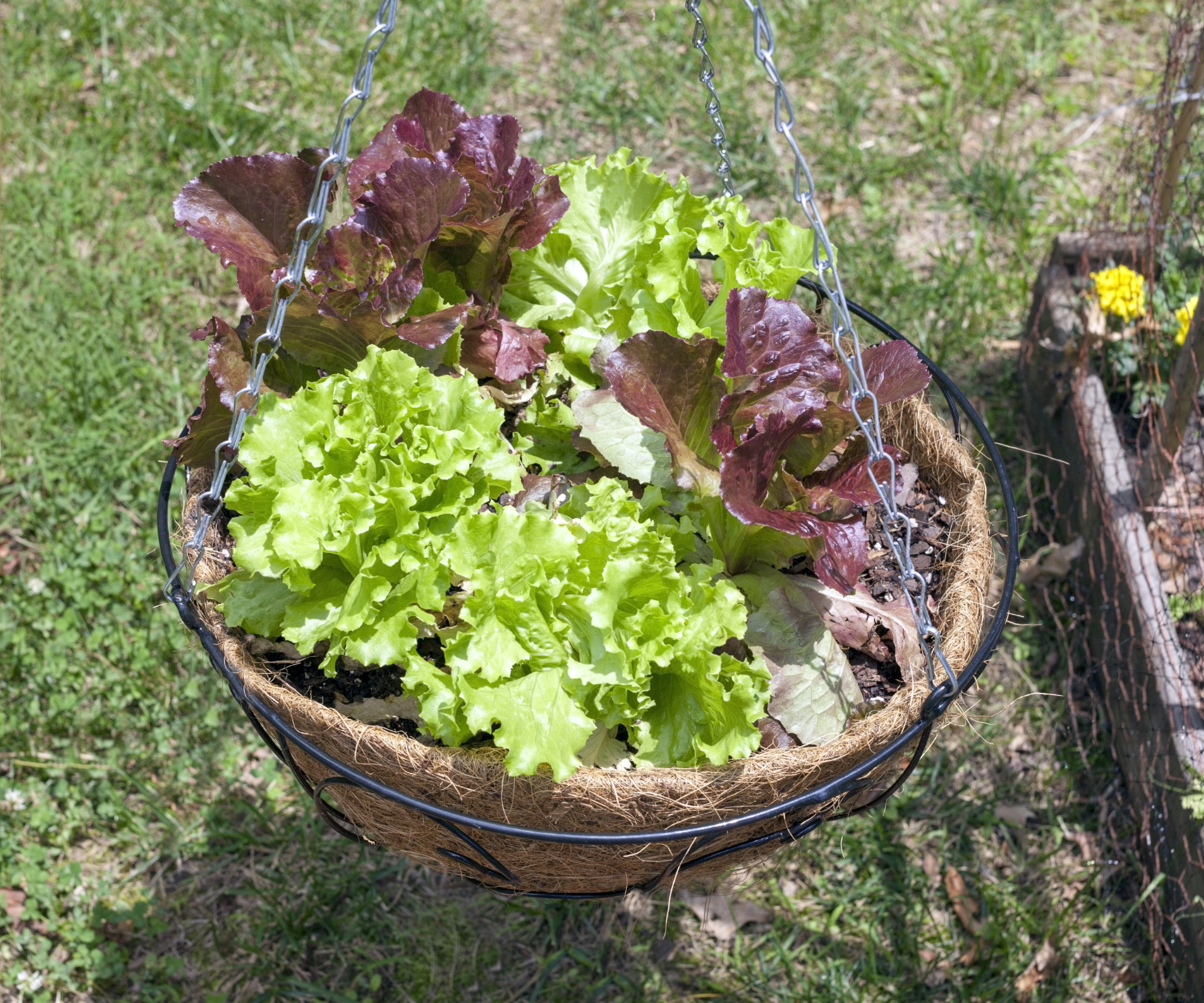 A mix of red and green lettuce plants growing in a hanging basket in the sunshine