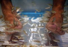 Fish pedicure