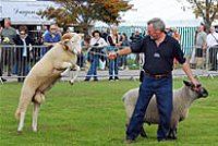 Malvern Autumn Show