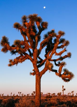 Joshua Tree National Park