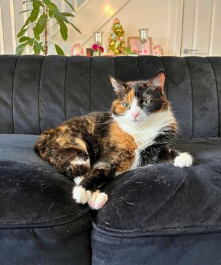 My calico cat is pictured lounging on a black velvet sofa in my home. Her shed fur hair is visible around her