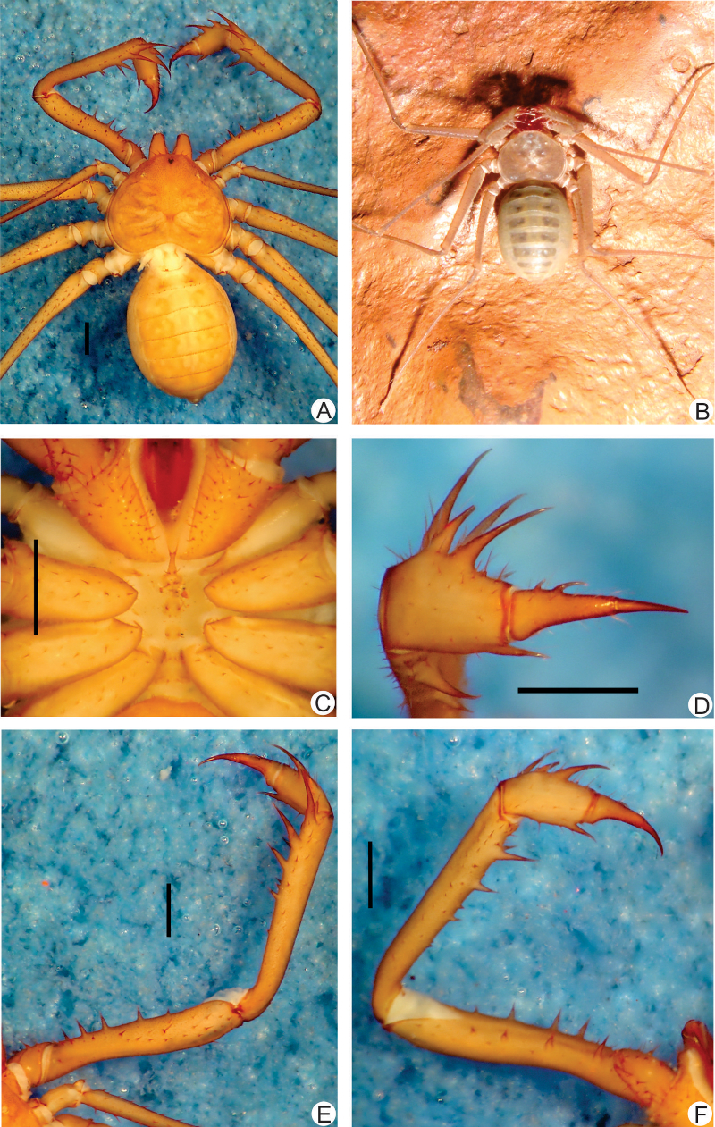 Scientists Find 8 New Species of Spider with Whiplike Legs | Live Science