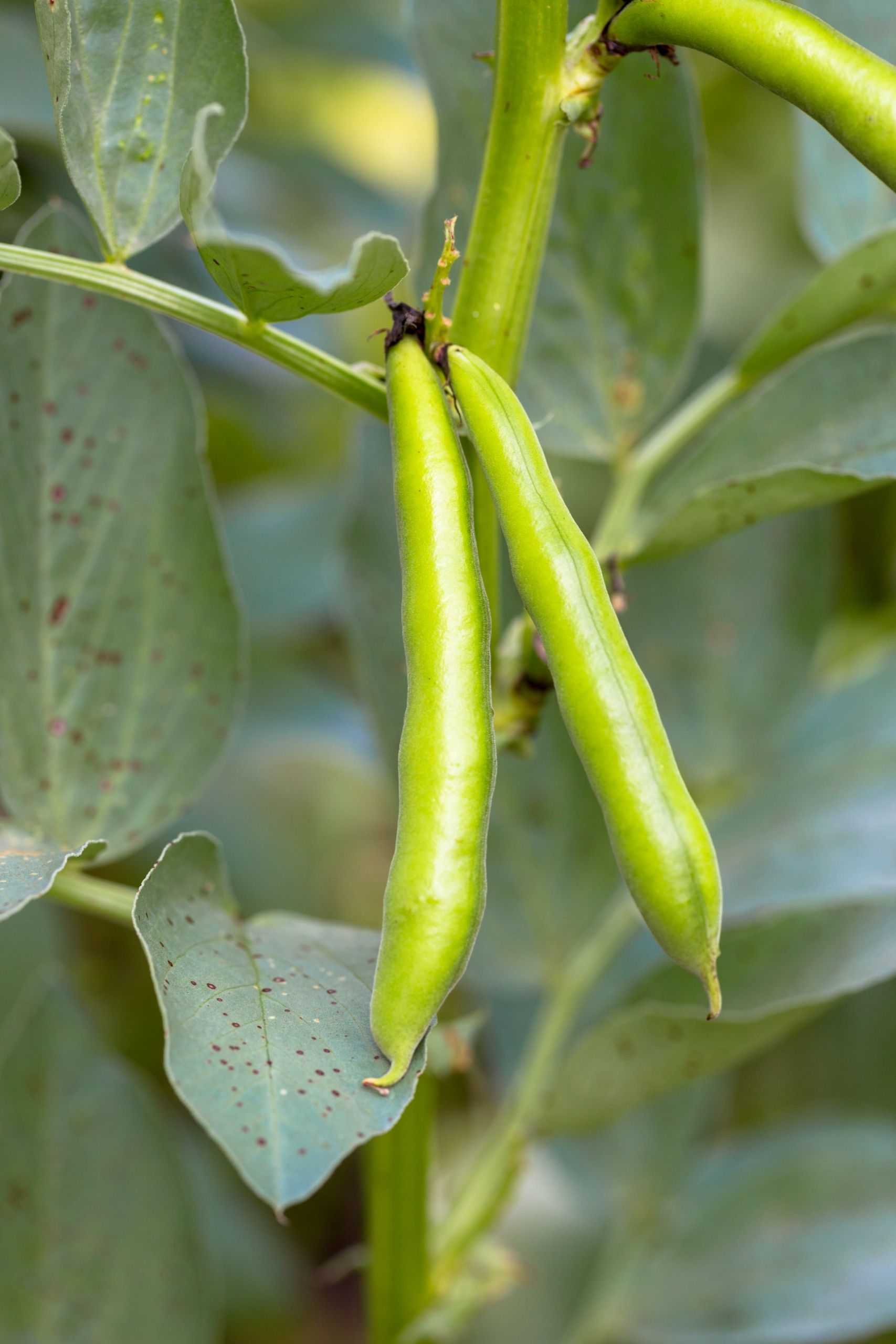 Broad beans