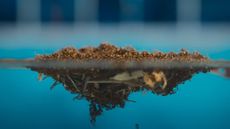 a floating raft of fire ants in a swimming pool