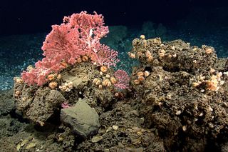 Cup corals and bubblegum corals living on rocks