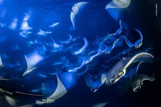 Otherworldly by Franco Banfi, Switzerland A school of Munk's devil ray were feeding on plankton at night off the coast of Isla Espíritu Santo in Baja California, Mexico. Franco used the underwater lights from his boat and a long exposure to create this otherworldly image.