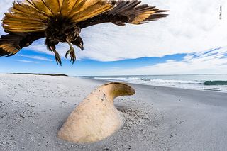 All That Remains by Phil Jones, UK A male orca had beached itself about a week before Phil’s visit to Sea Lion Island, Falkland Islands. Despite its huge size the shifting sands had almost covered the whole carcass and scavengers, such as this striated caracara, had started to move in.