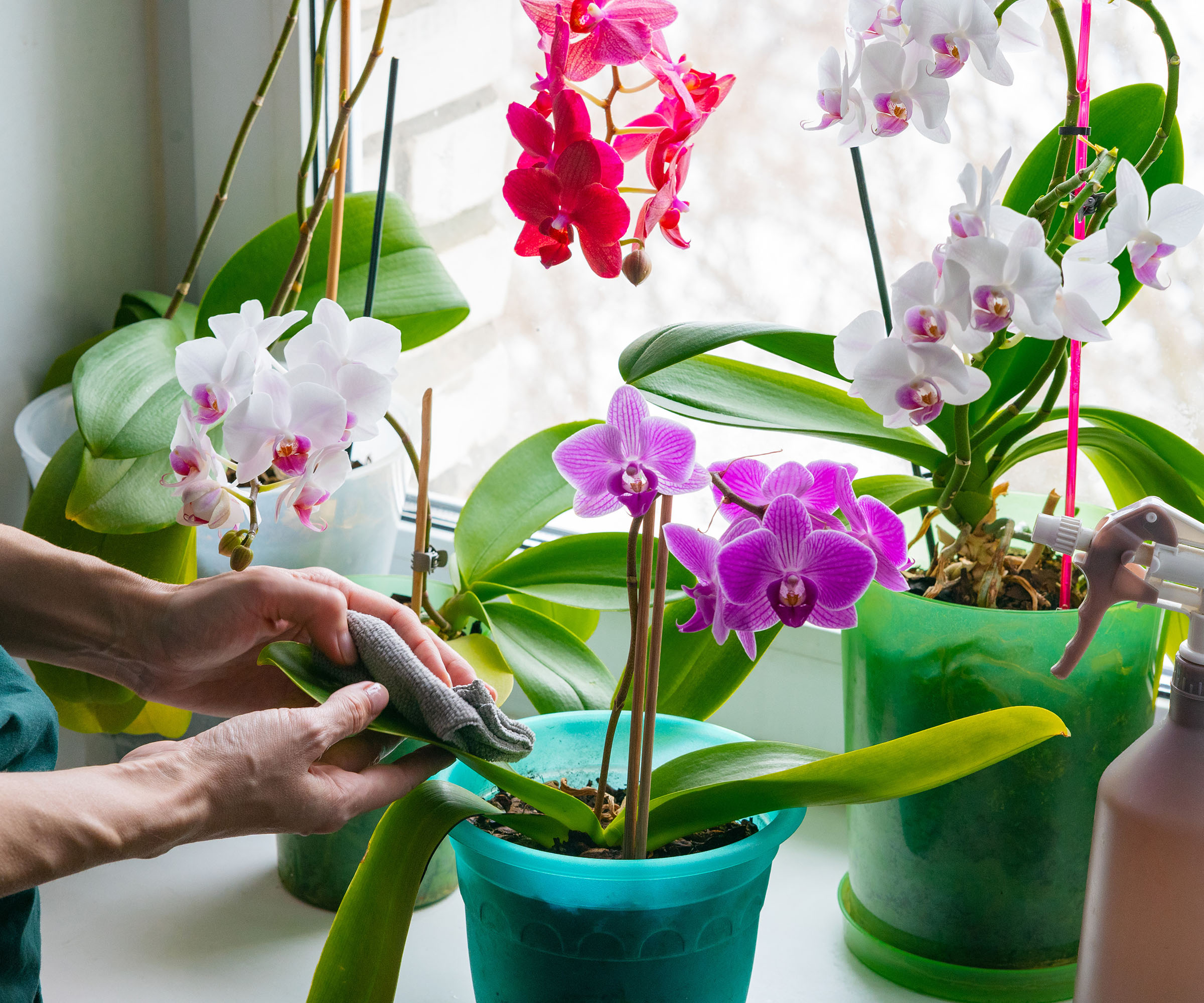 A person cleans the leaves of flowering orchids positioned on the windowsill