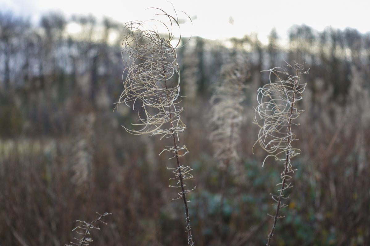 The RX100 V's Auto White Balance does a very a good job when presented with a range of scenes