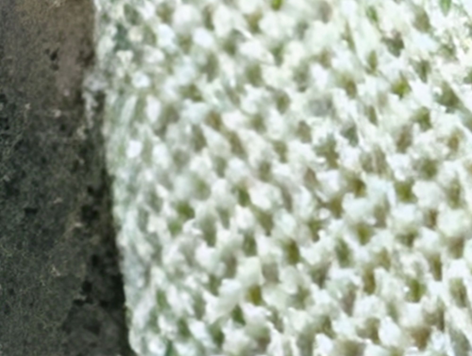 Google Pixel 10 Pro XL Pro Res Zoom sample.