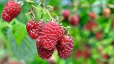 A close-up of ripe red raspberries growing on a cane