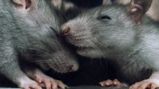 a close-up of two rats nuzzling their heads together