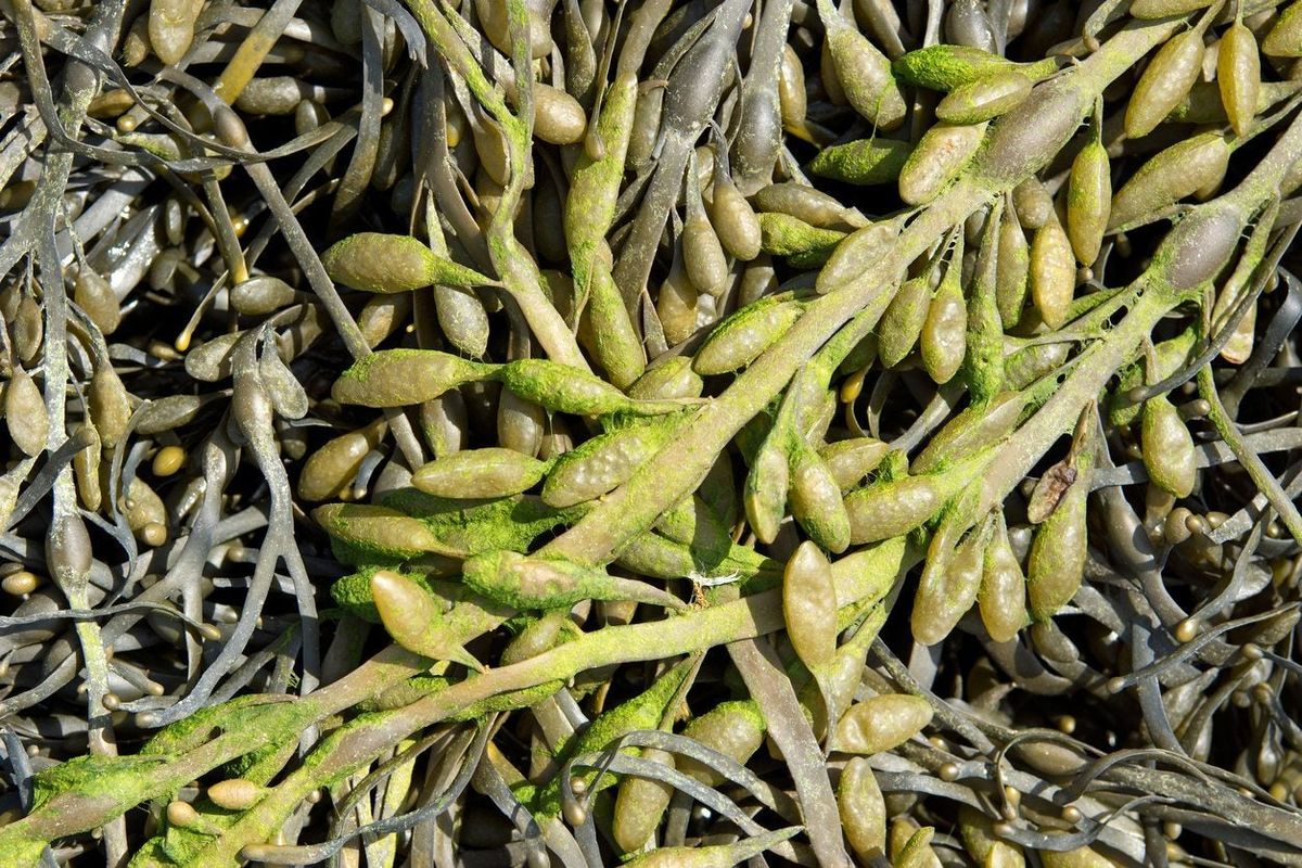 How To Make Seaweed Fertilizer Using Seaweed As Fertilizer For Plants