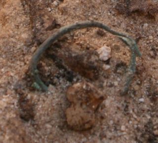 copper alloy toe ring from ancient egypt