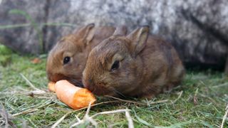 Two rabbits eating a carrot