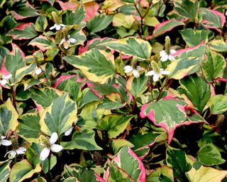 Houttuynia cordata ‘Chameleon’ fish mint with upright racemes of tiny yellow flowers, mid green heart-shaped leaves with dark green, red, pink and yellow