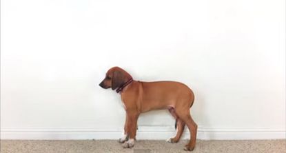 Watch an adorable puppy grow up in 23 seconds