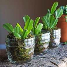 Propagating Christmas cactus plants by root cuttings