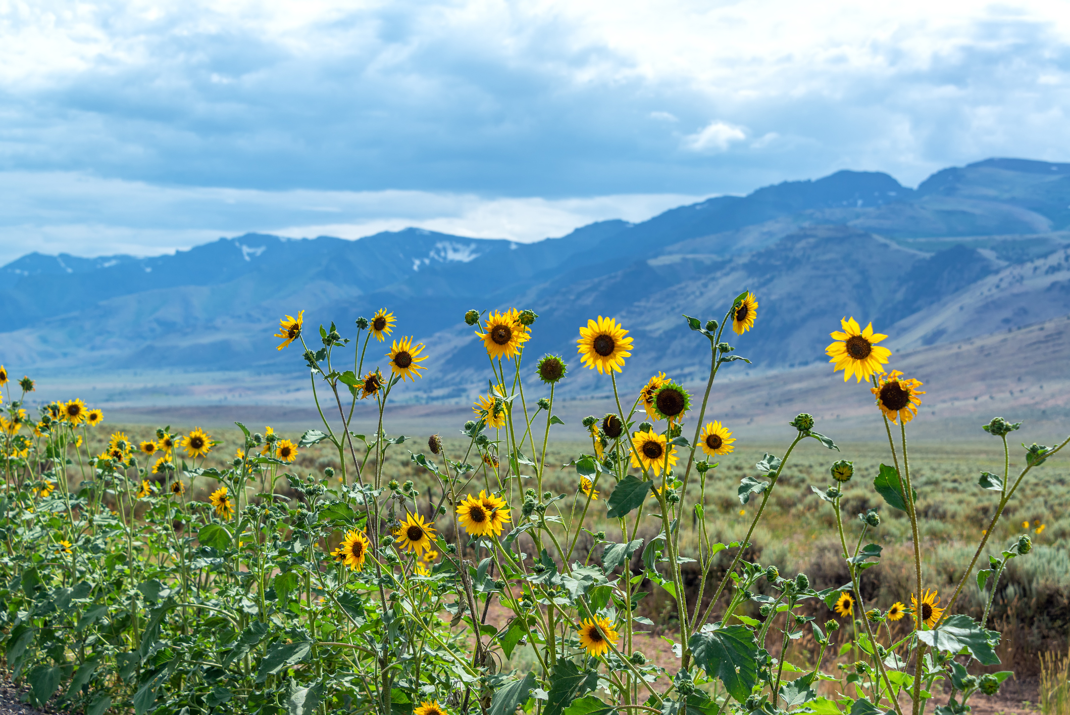 Yellow wildflowers with the Steens Mountain Range in the background in southeast Oregon