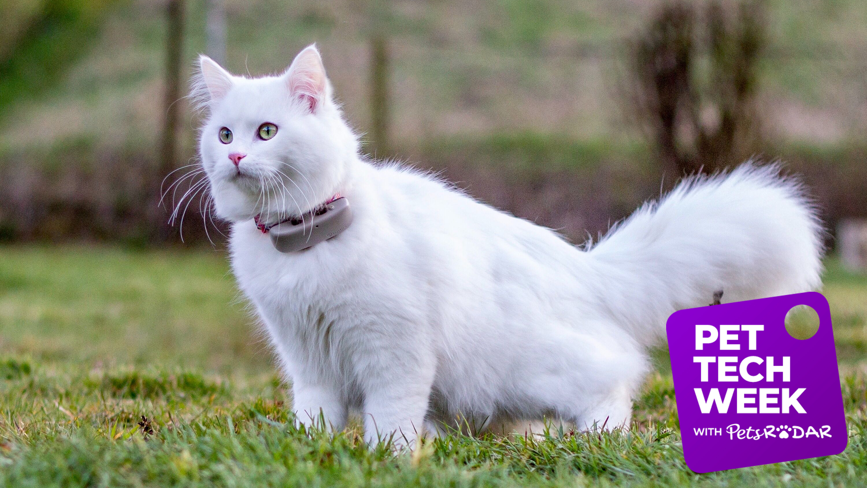 generation indeks Blå Tractive Cat Tracker review | PetsRadar