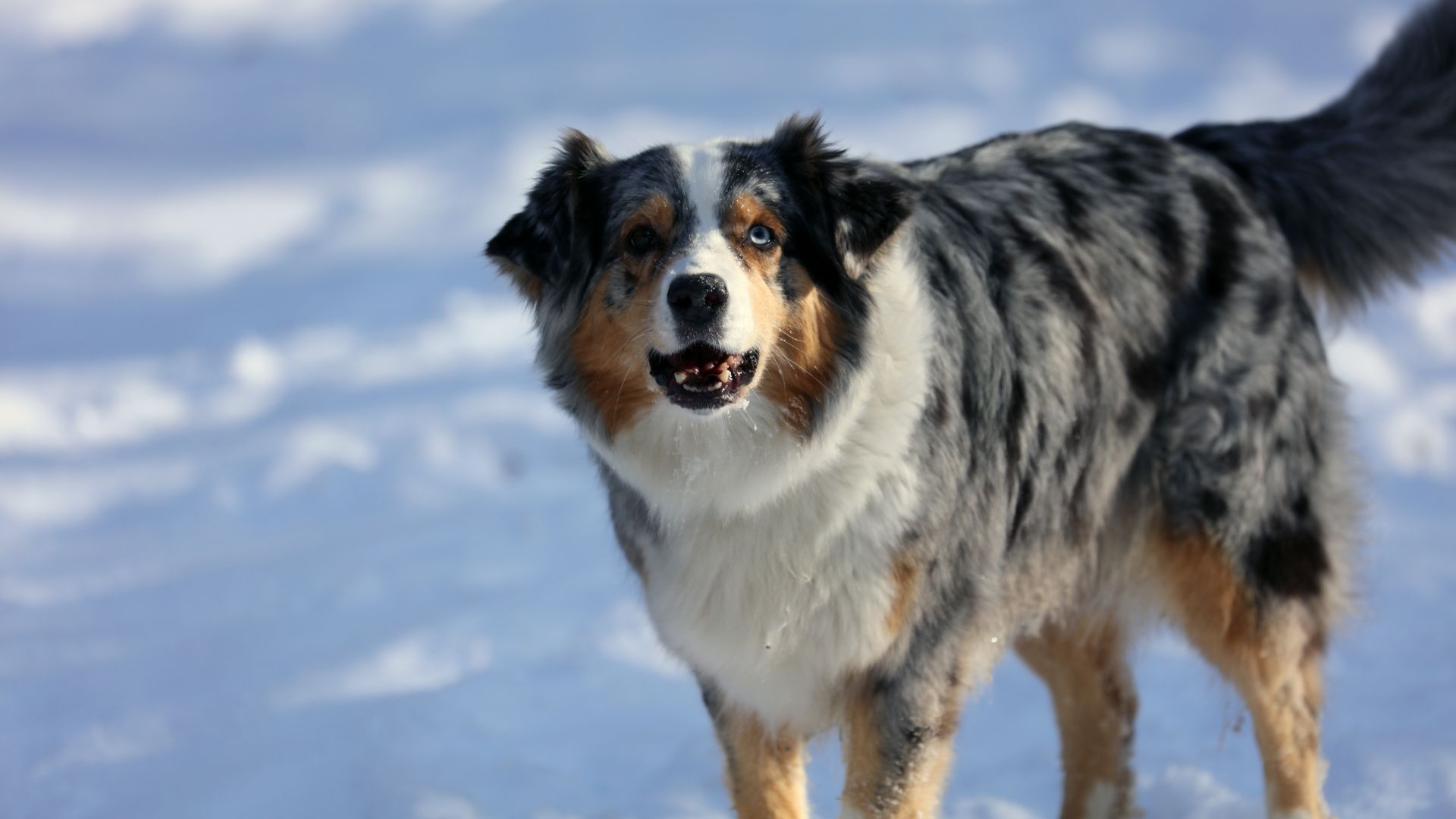 Australian shepherd in snow barking