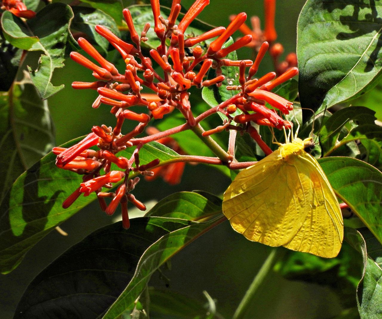 How to grow firebush: expert advice for this tropical native | Homes ...