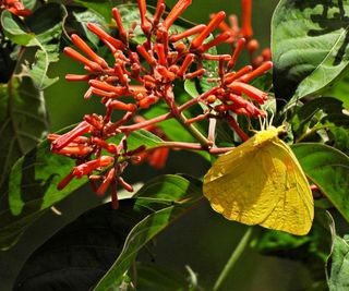 Firebush plant in bloom with a yellow butterfly