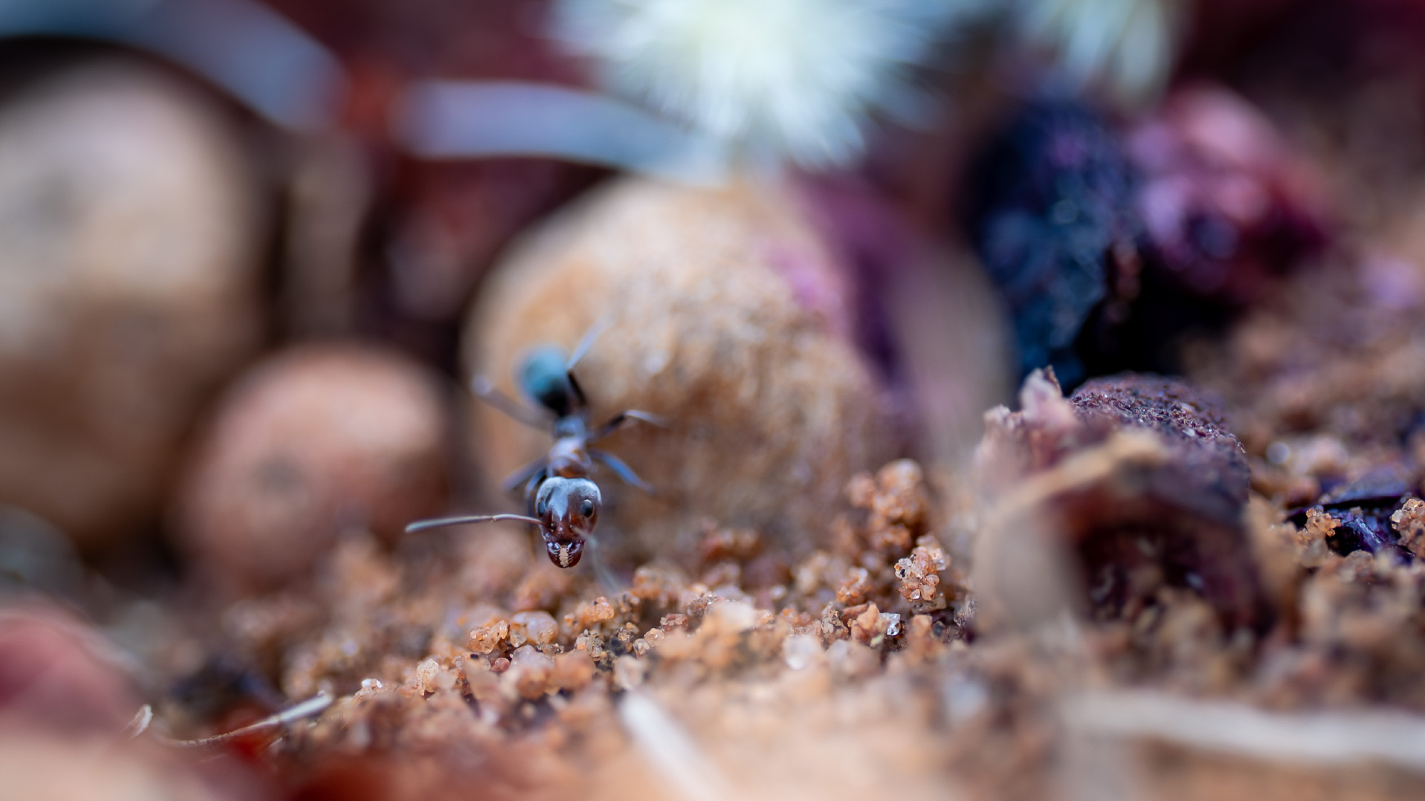 A macro photo of a small ant moving through gravel and dirt.
