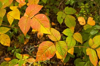 how to get rid of poison ivy: color in fall