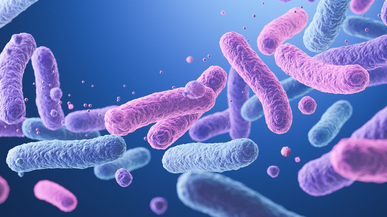 Bacterial 'postbiotic' may help preserve fertility in the aging uterus, preliminary research suggests