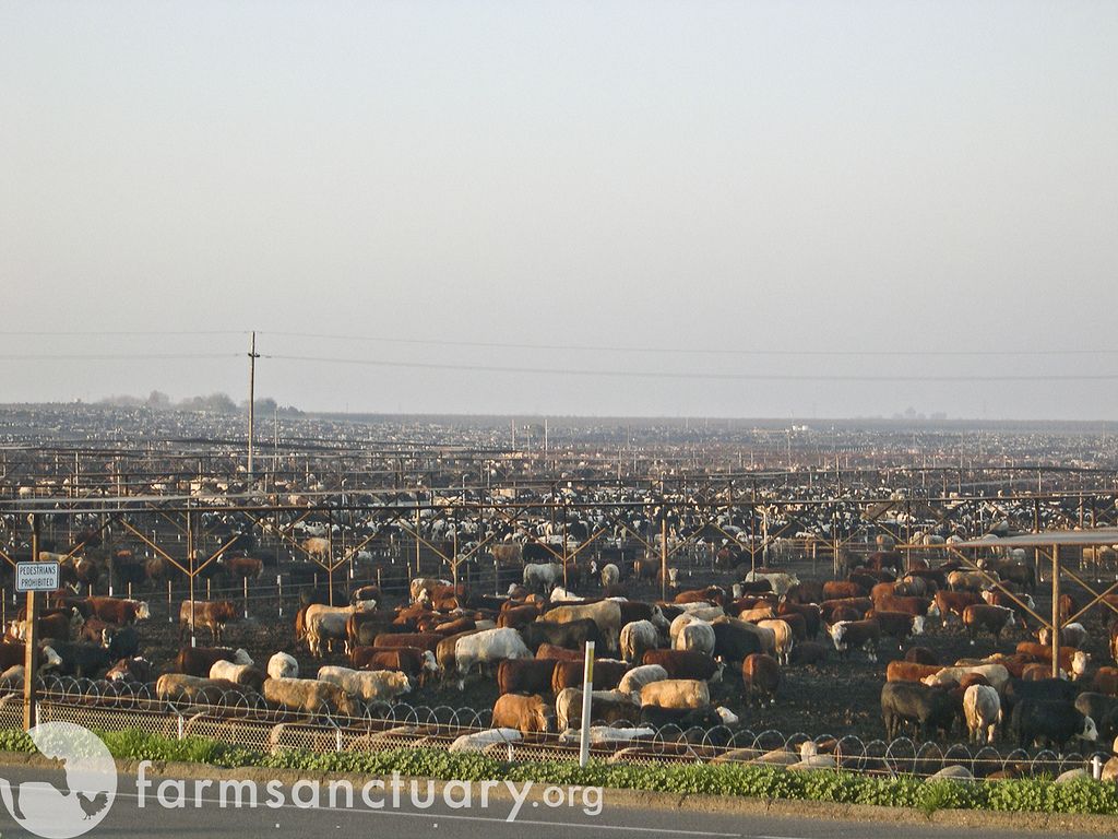 Central Valley cattle ranch 