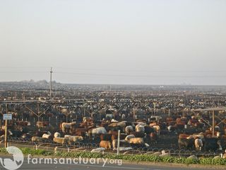 Central Valley cattle ranch 