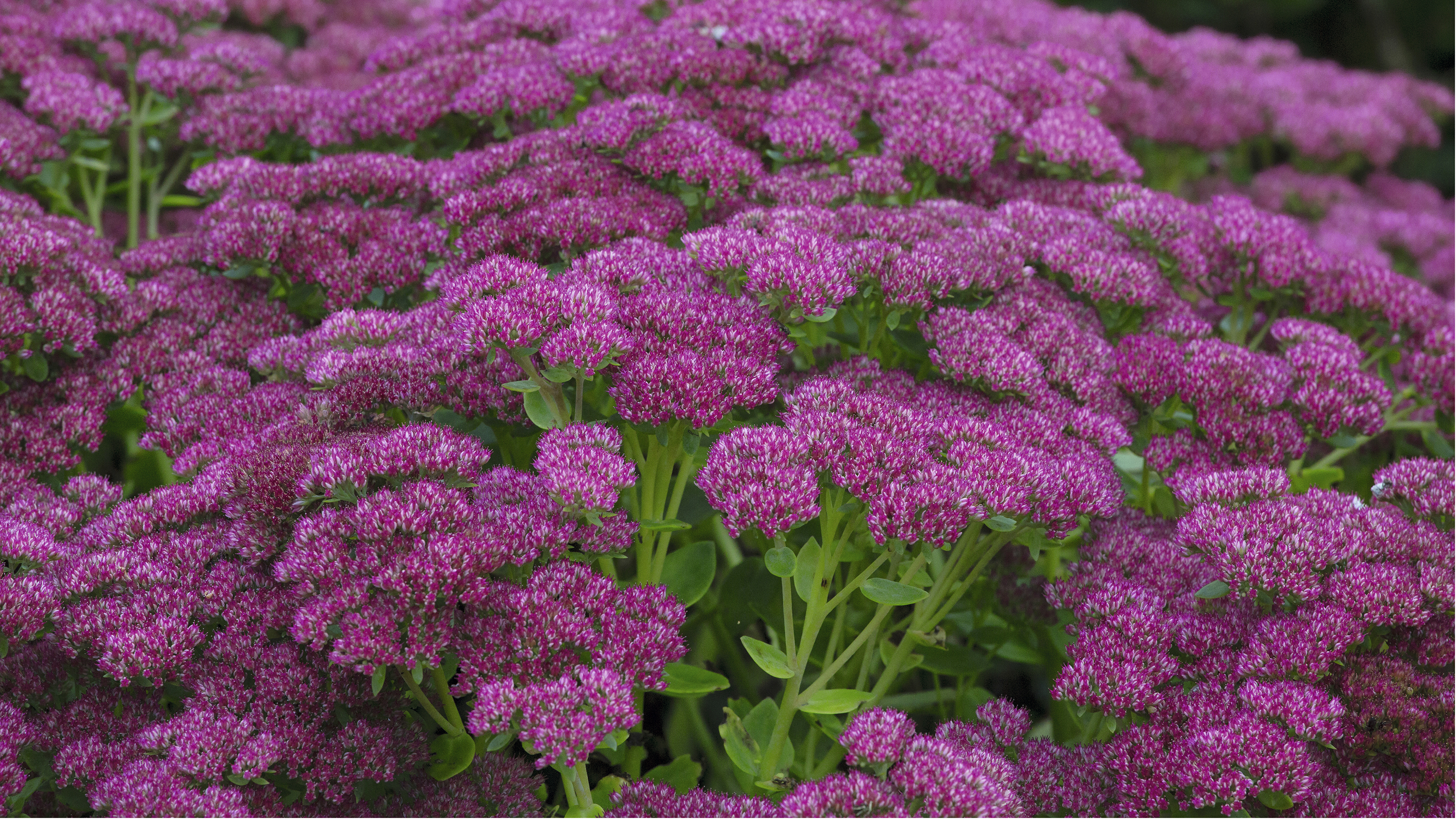 sedum