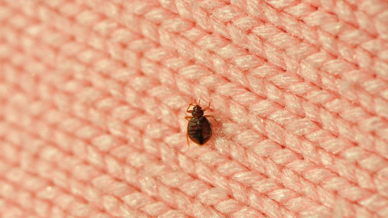 How To Get Rid Of Bed Bugs Fast Using, Bed Bugs In Upholstered Headboard