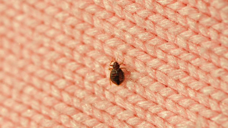 How To Get Rid Of Bed Bugs Fast Using The Best Products And Home Remedies Real Homes