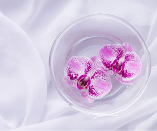 Orchids in water