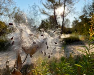 Mature common milkweed (Asclepias syriaca) disperses it's wind-borne seed