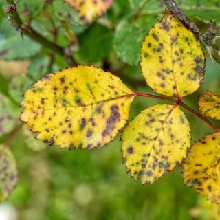 Rose plant with leaves turning yellow