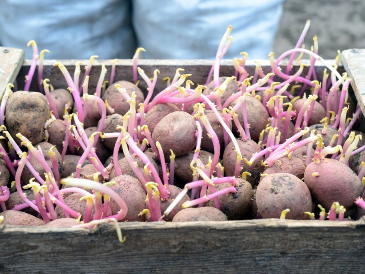 Wooden Box Full Of Seed Potatoes