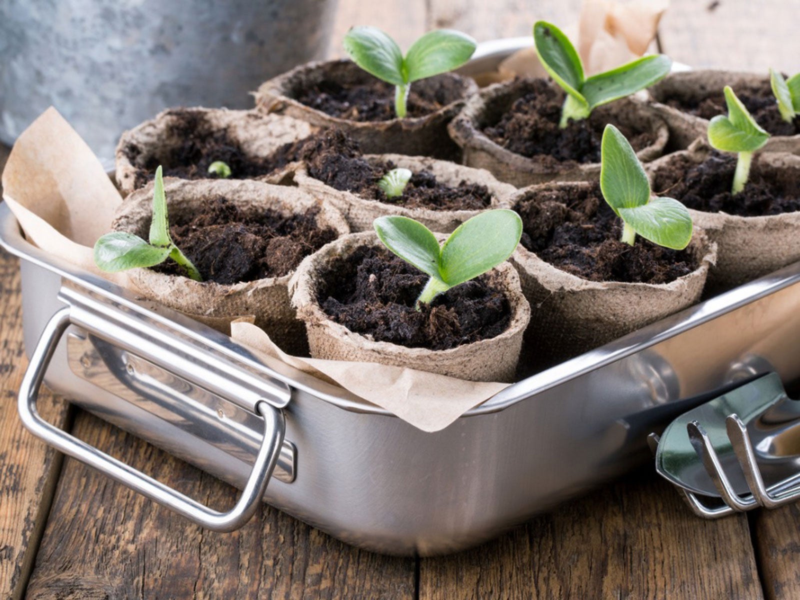 When & How to Pot Up Seedlings - Growing In The Garden