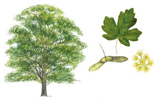 identifying british trees