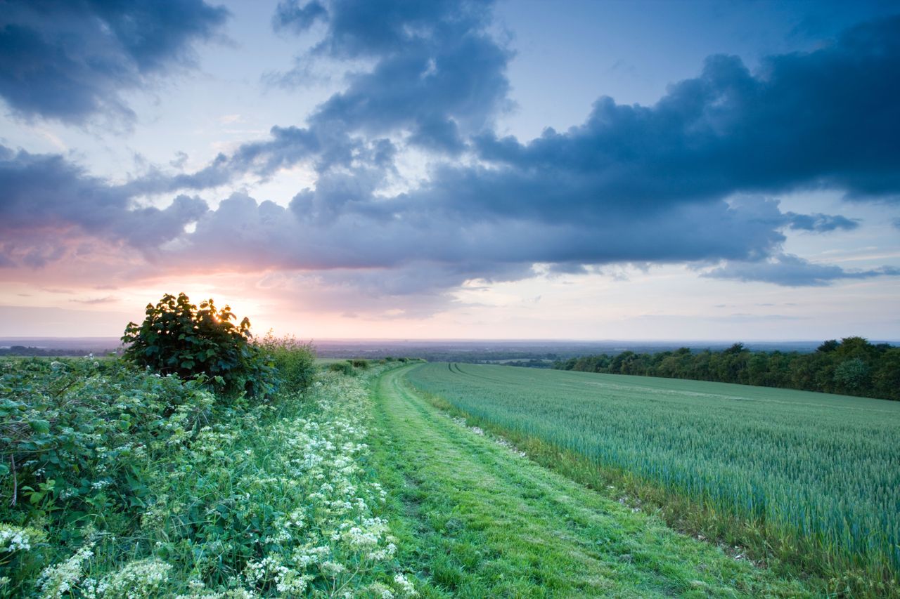 Field and hedgerow, North Downs at Clandon, Surrey, United Kingdom.