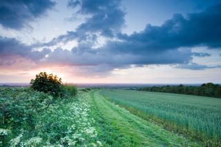 Field and hedgerow, North Downs at Clandon, Surrey, United Kingdom.