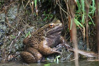 The Otton frog is native to southern Japan's Amami islands.