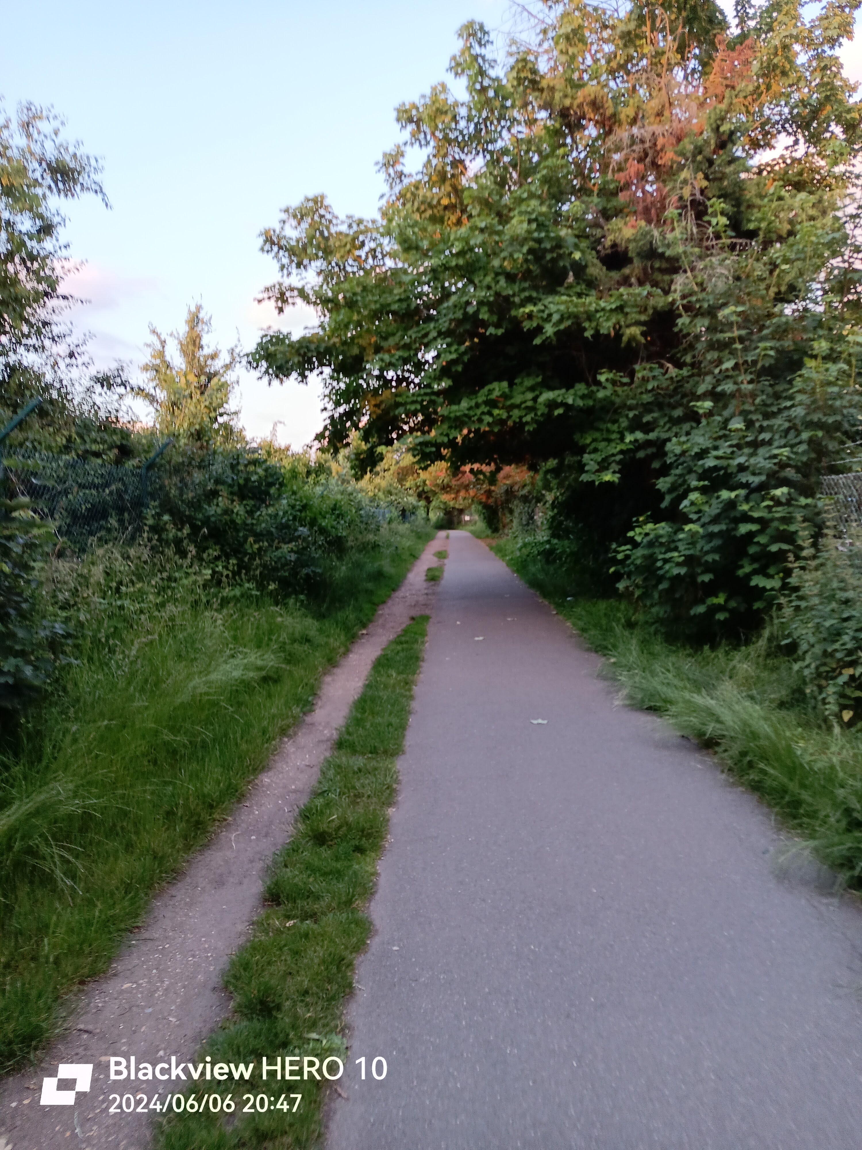 Foto de un camino con setos verdes.