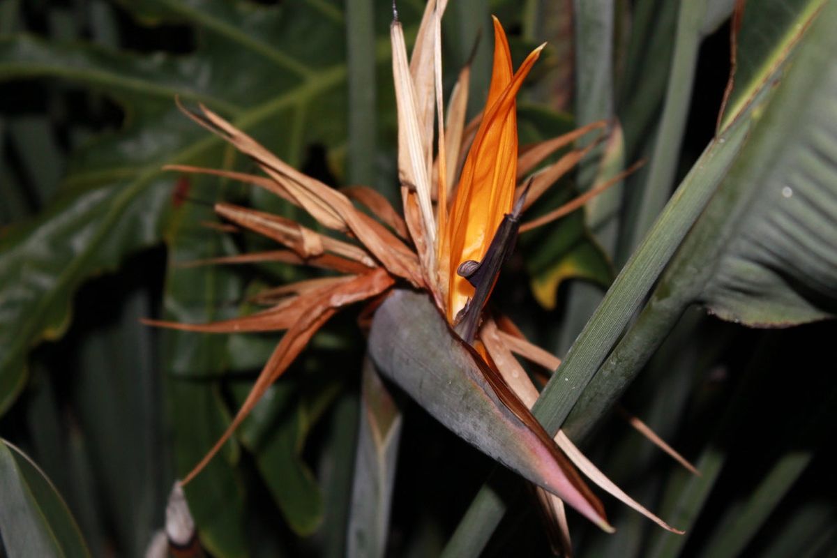 Bird Of Paradise Winter Care How To Protect Bird Of Paradise From